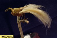 Lesser bird-of-paradise Collection Image, Figure 7, Total 9 Figures